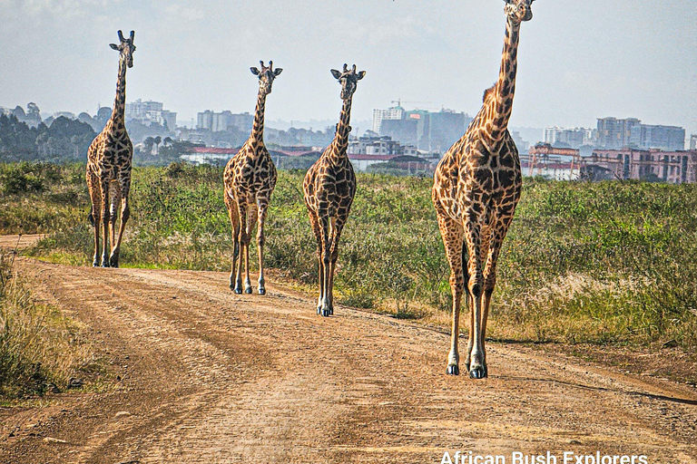 Nairobi National Park: Photography-Focused Safari