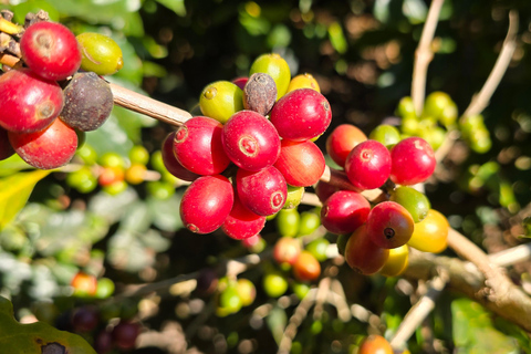 Luang Prabang: Coffee Farm Tour with Roasting & Workshop