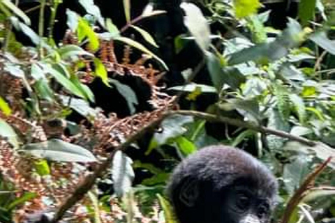 恩甘巴岛黑猩猩保护区一日游