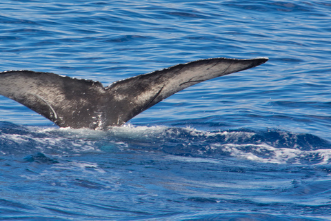 Agadir Paseo en Barco Pesca y Natación Aventura