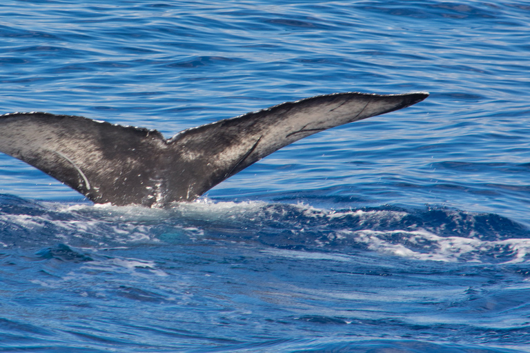 Agadir Bootsfahrt Angeln & Schwimmen Abenteuer