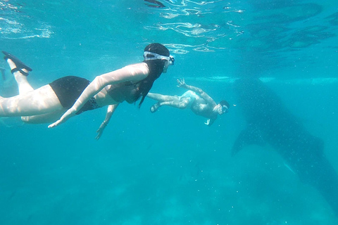 Whale Shark & Kawasan Canyoneering: Private & Joiner Tour Private Tour