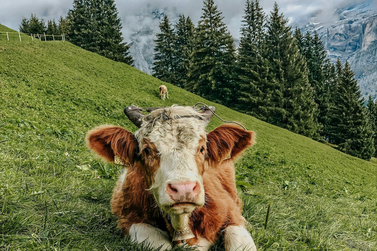 Interlaken: Grindelwald First Cliff Walk with Hotel Pickup
