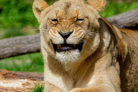 Tanzania Safari: Explore Tarangire and Lake Manyara's Wilds