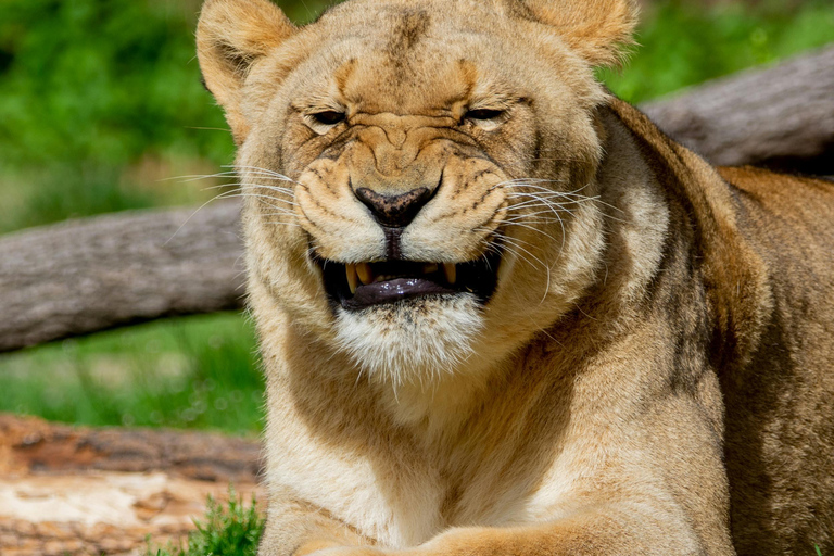 Tanzania Safari: Explore Tarangire and Lake Manyara's Wilds