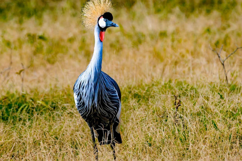 Lake Nakuru & Naivasha National Park Wildlife Highlights