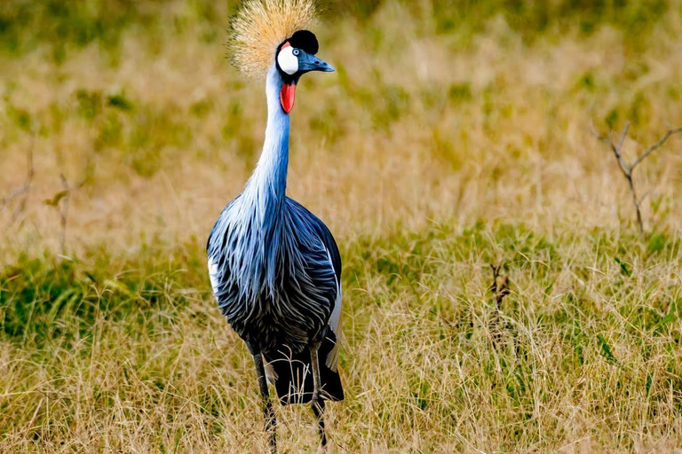 Lake Nakuru & Naivasha National Park Wildlife Highlights