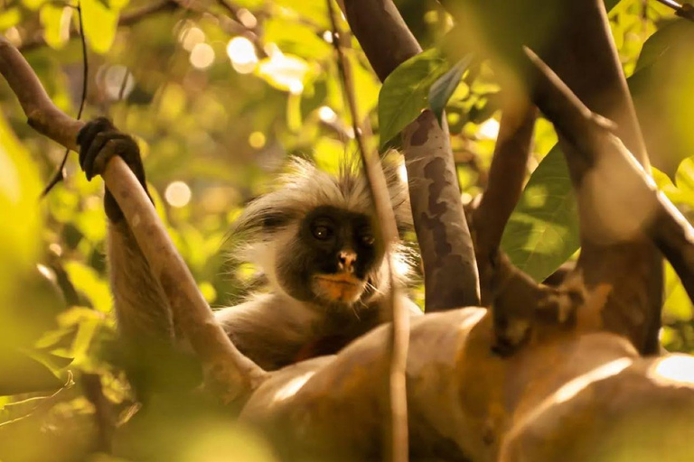 Zanzibar: Macaco, Caverna Salaam, The Rock e passeio de caiaque transparenteZanzibar: Macaco, Caverna Salaam, A Rocha e Passeio de Caiaque Transparente
