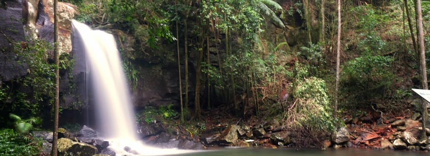 Gold Coast : promenade nocturne dans la forêt tropicale et cascade