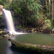 Gold Coast: Glow Worms Day/Night Rainforest & Waterfall Walk