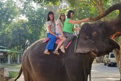 Pinnawala,Kandy Day Tour from Colombo/Negombo