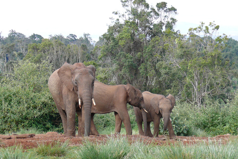 3 Tage Aberdare National Park Safari