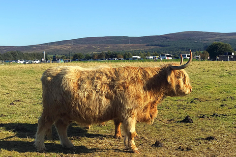 Inverness: Culloden Battlefield & Clava Cairns half day Tour