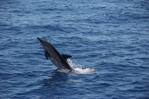 Madeira: tour al tramonto di Funchal in catamarano