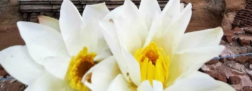 Exclusif : exploration de l'ancienne ville de Polonnaruwa en Tuk-Tuk !