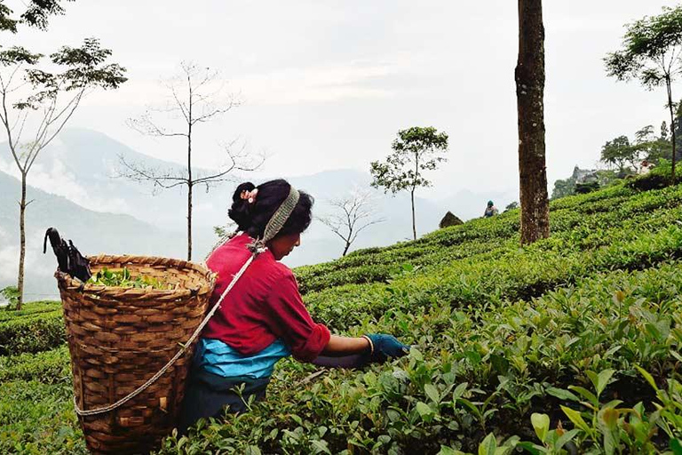 From Colombo: Kandy Hidden Historic & Local Life Day Tour