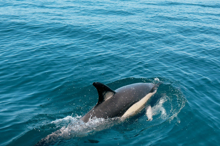 Zanzibar: Swim with Dolphins, Snorkel in Paradise!Two Persons