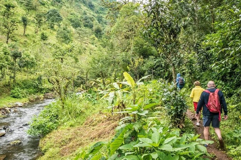 Moshi: Materuni watervallen, koffie en warmwaterbronnen tour