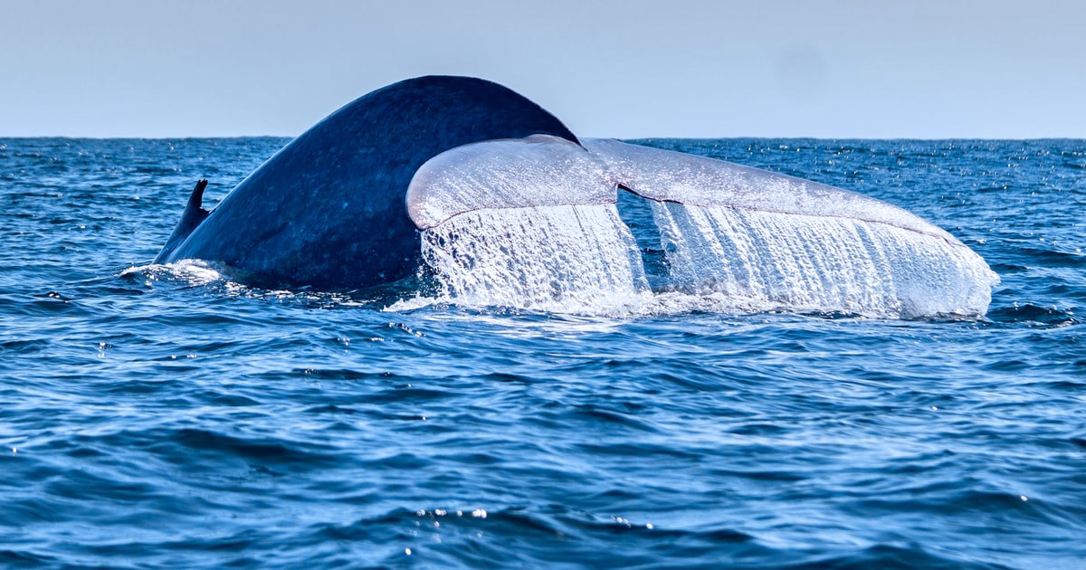 São Miguel North Coast Whale Watching Cruise GetYourGuide