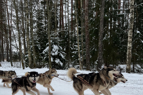 Tallinn: Husky Dog Sledding Adventure with Transfer