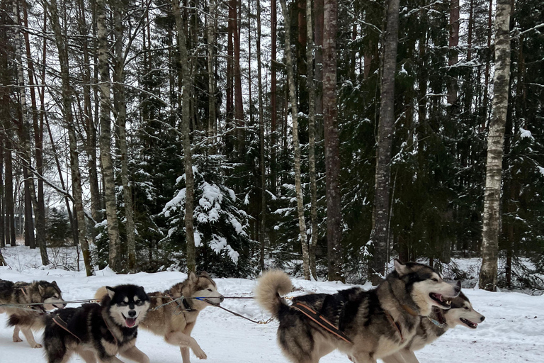 Tallinn: Husky Dog Sledding Adventure with Transfer