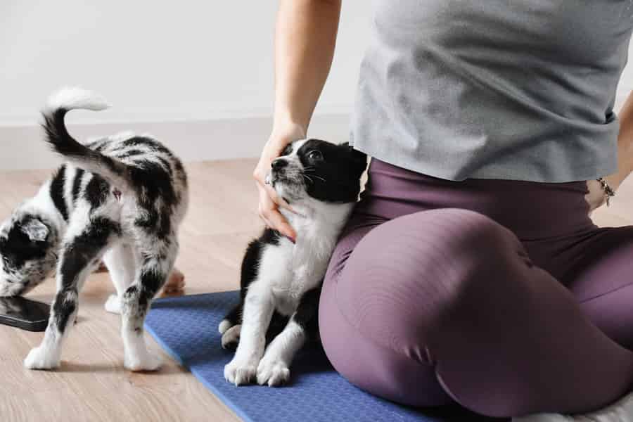 Athen: Yoga mit Welpen. Foto: GetYourGuide Athen: Yoga mit Welpen. Foto: GetYourGuide