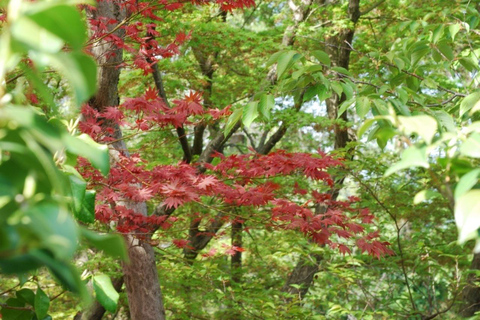 Nara: Enjoy the Highlights of Nara in 3 Hours