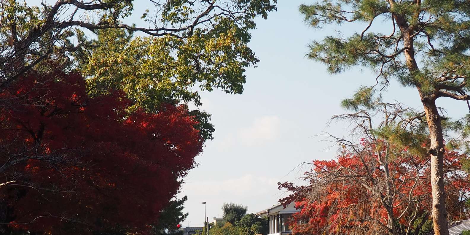 Kyoto experience — temples, geisha, bamboo grove — image 80