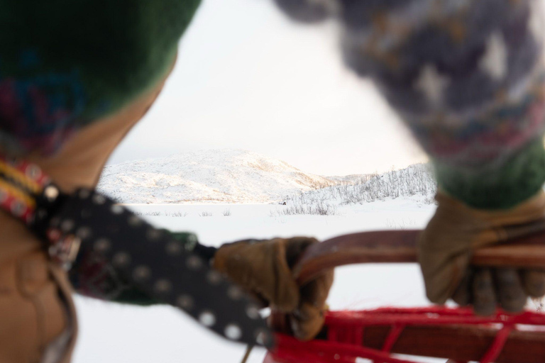 Tromsø: Dog Sledding Tour