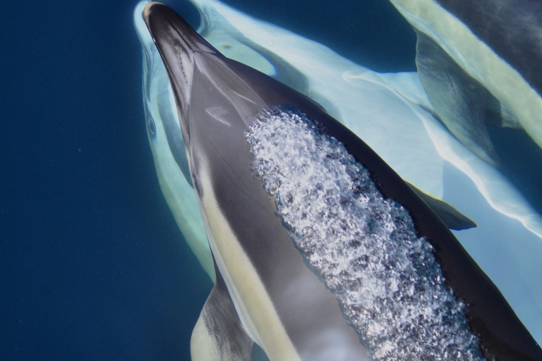 Gibraltar: dolfijnen spotten in de baaiStandaardoptie