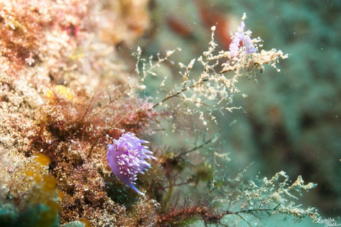 Lanzarote: Tour di snorkeling con spuntino e acqua