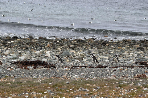 Magdalena Island Natural Monument Tour