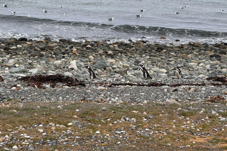 Magdalena Island Natural Monument Tour
