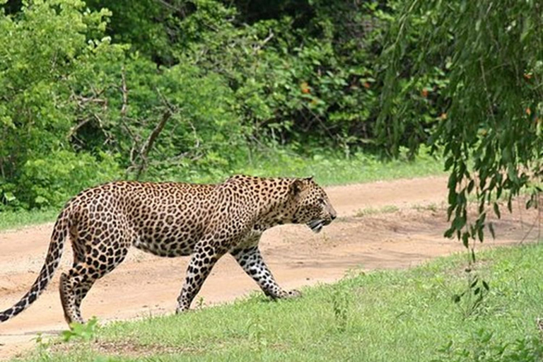 Da Panadura, Wadduwa, Waskaduwa a Ella, passando per Yala Safari e altroPanadura, Wadduwa, Waskaduwa a Ella, via Yala Safari e altro