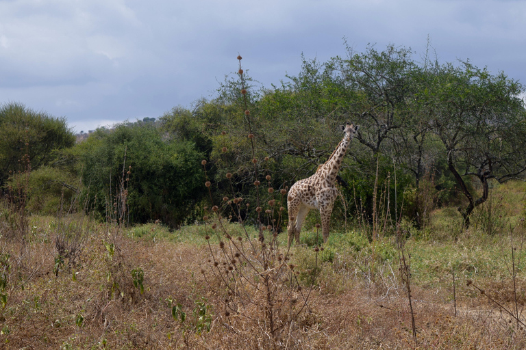 Arusha: Paseo con jirafas