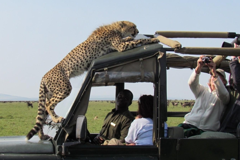 8 jours de safari photographique en jeep avec des guépards