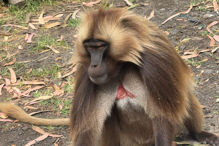 Addis Ababa: Debre Libanos, Gelada Baboons, & Gorge Tour