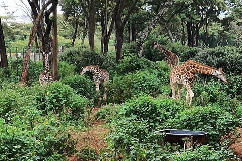 Nairobi: Privat tur till nationalpark, elefant och giraff