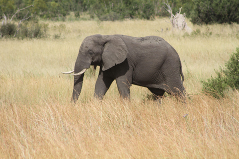 Victoria Falls: Safari game drive tour 3 hours