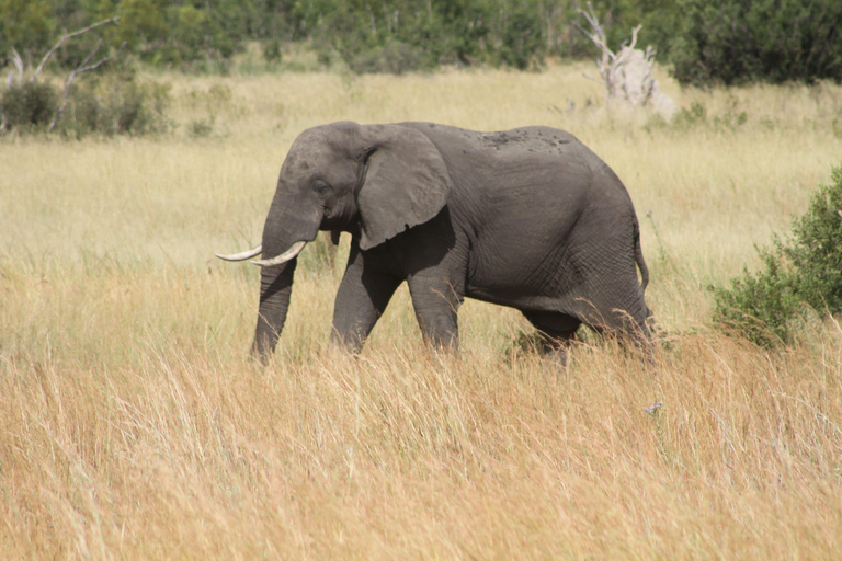 Victoria Falls: Safari game drive tour 3 hours