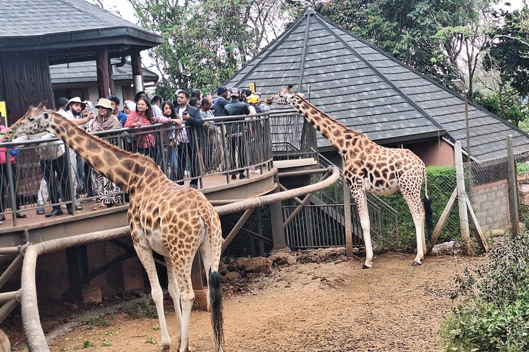 Excursion d&#039;une demi-journée à l&#039;orphelinat des éléphants et au centre des girafes