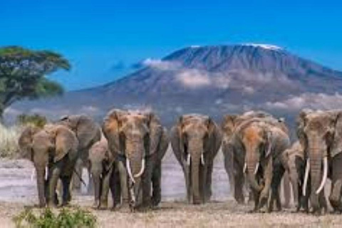 4 days Tsavo East, Amboseli and saltlick lodge safari