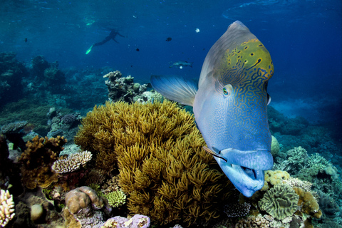 Cairns: Halbtägiges Schnorchelabenteuer am Great Barrier Reef