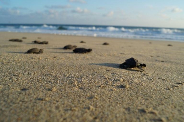 Huatulco: Einzigartiges Schildkrötenschutzgebiet & Sonnenuntergangserlebnis