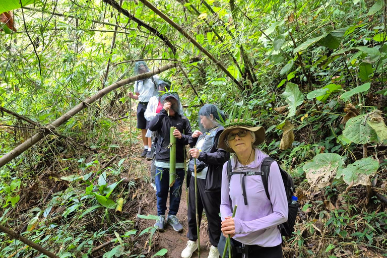 Chiang Rai: The Adventure of Trekking & Bamboo Cooking