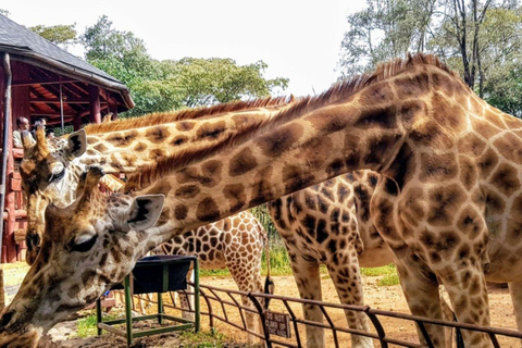 Tour to Giraffe Centre, Karen Blixen and Bomas of Kenya