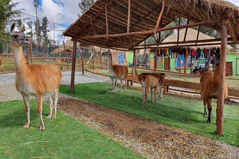 Cusco: Tour naar de Alpaca- en Lamaboerderij met weeftourCusco: Tour naar de Alpaca- en Lama-boerderij en weeftour