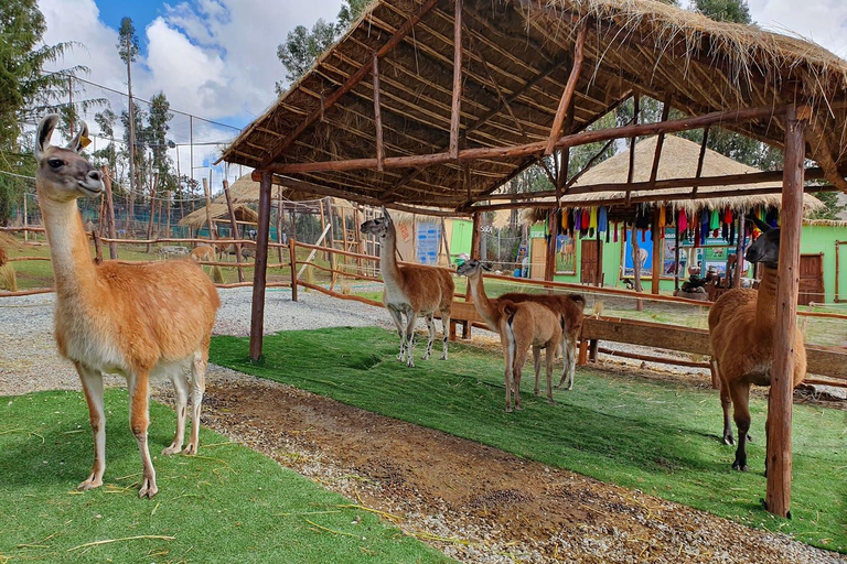 Cusco: Tour to the Alpaca and Llama Farm with weaving tour Cusco: Tour to the Alpaca and Llama Farm and weaving tour