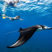 From Lembongan/Penida: Private Snorkeling Tour With Guide