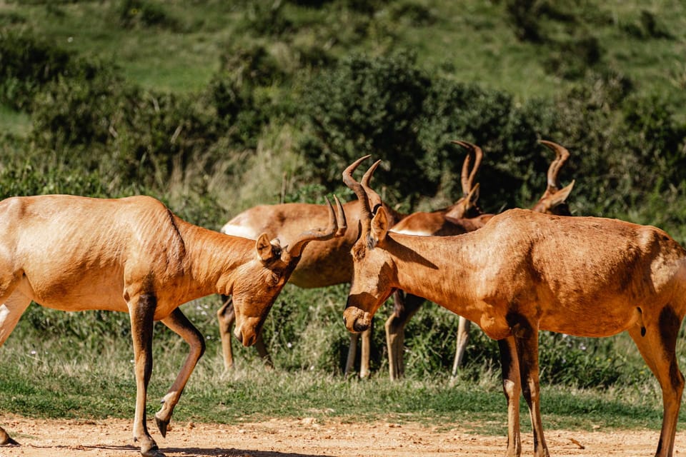 Port Elizabeth'ten: Addo Fil Ulusal Parkı Safari | GetYourGuide